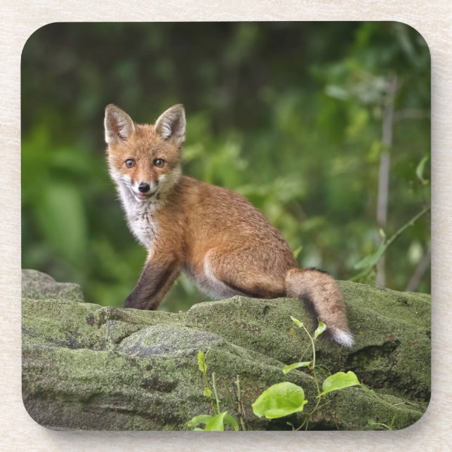 Posavasos Animales de bebé más afectados | Foxy Smile (Frente)