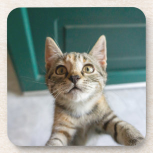 Posavasos Animales de bebé más afectados Gatita Cuta Tabby