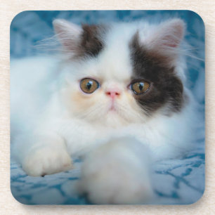Posavasos Animales de bebé más afectados Gatito blanco y n