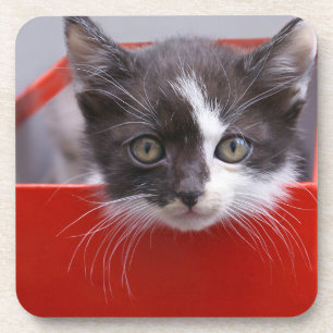 Posavasos Animales de bebé más afectados Gatito blanco y n
