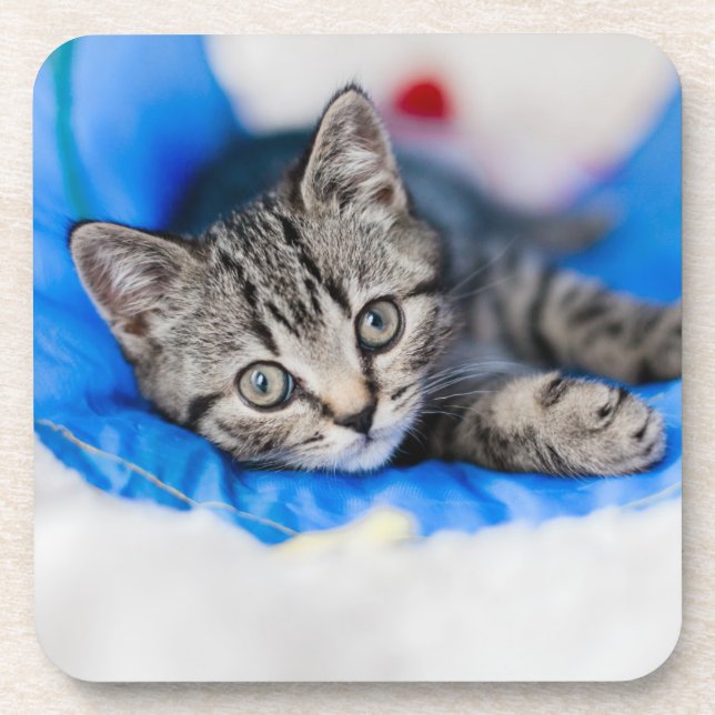 Posavasos Animales de bebé más afectados | Gatito de Tabby e (Frente)