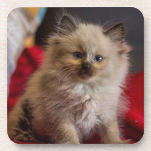Posavasos Animales de bebé más afectados   Gatito siamés