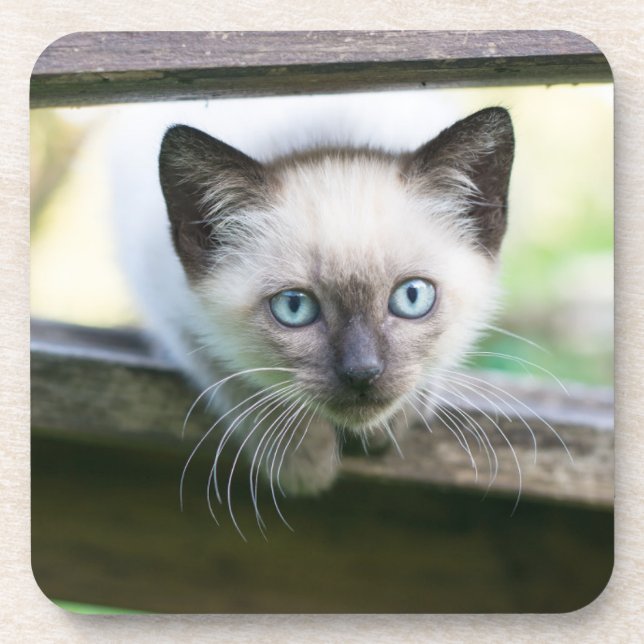Posavasos Animales de bebé más afectados | Gatito siamés 2 (Frente)