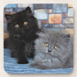 Posavasos Animales de bebé más afectados   Gatitos persas en