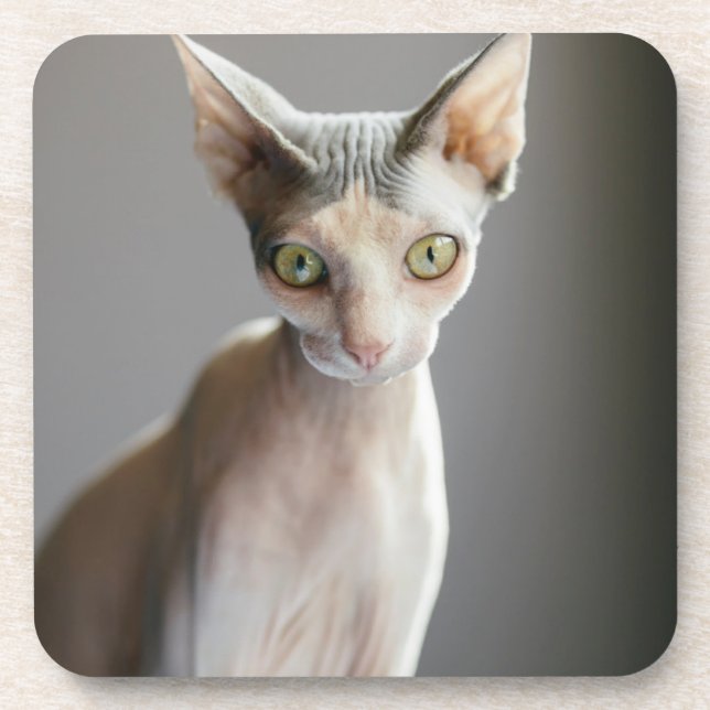 Posavasos Animales de bebé más afectados | Gato de esfinge (Frente)
