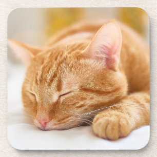 Posavasos Animales de bebé más afectados Gato de jengibre