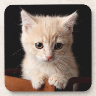 Posavasos Animales de bebé más afectados   Ginger Kitten