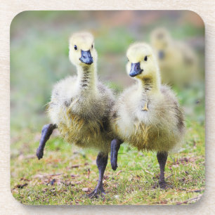 Posavasos Animales de bebé más afectados Goslings Canadien