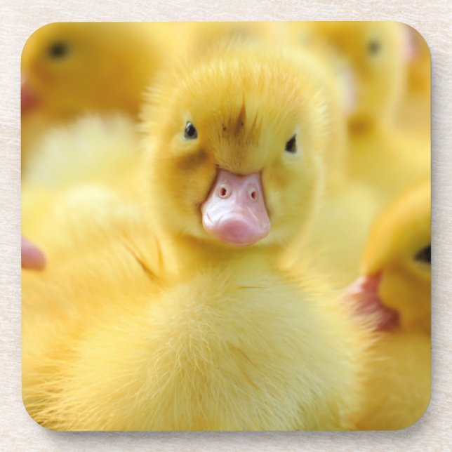 Posavasos Animales de bebé más afectados | Grupo Pato Bebé (Frente)