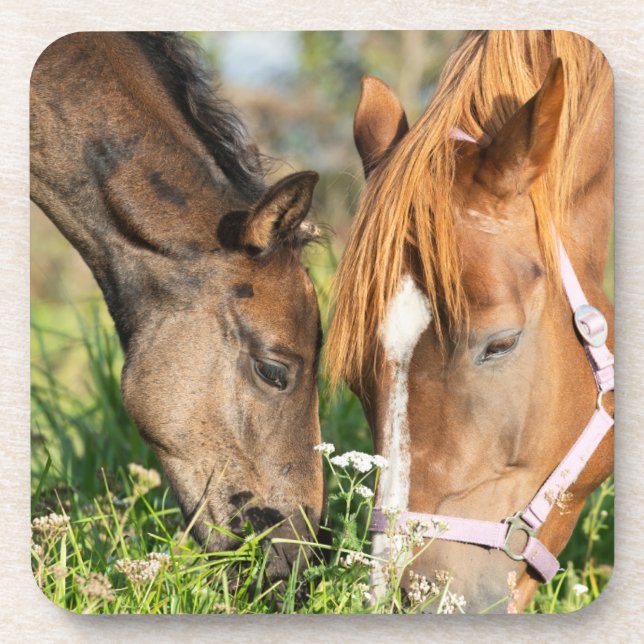 Posavasos Animales de bebé más afectados | Horse Colt (Frente)