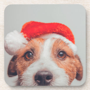 Posavasos Animales de bebé más afectados   Jack Russell Dog 
