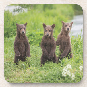 Posavasos Animales de bebé más afectados Kamchatka Brown B