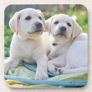 Posavasos Animales de bebé más afectados Labradores amaril