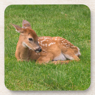 Posavasos Animales de bebé más afectados   Little Fawn