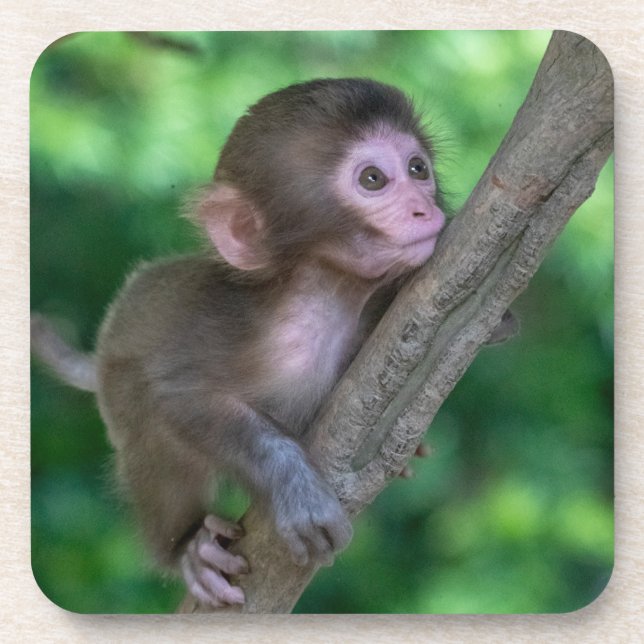 Posavasos Animales de bebé más afectados | Mono bebé (Frente)