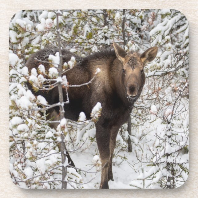 Posavasos Animales de bebé más afectados | Moose Calf (Frente)