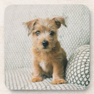 Posavasos Animales de bebé más afectados   Norfolk Terrier P