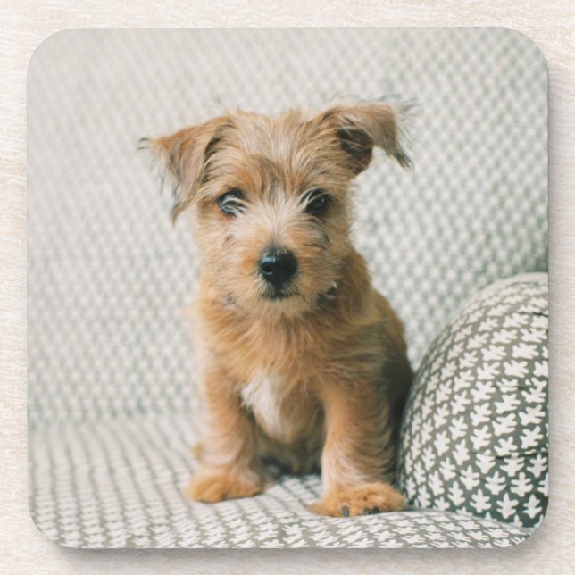 Posavasos Animales de bebé más afectados | Norfolk Terrier P (Frente)