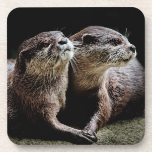 Posavasos Animales de bebé más afectados   Otters Manteniend