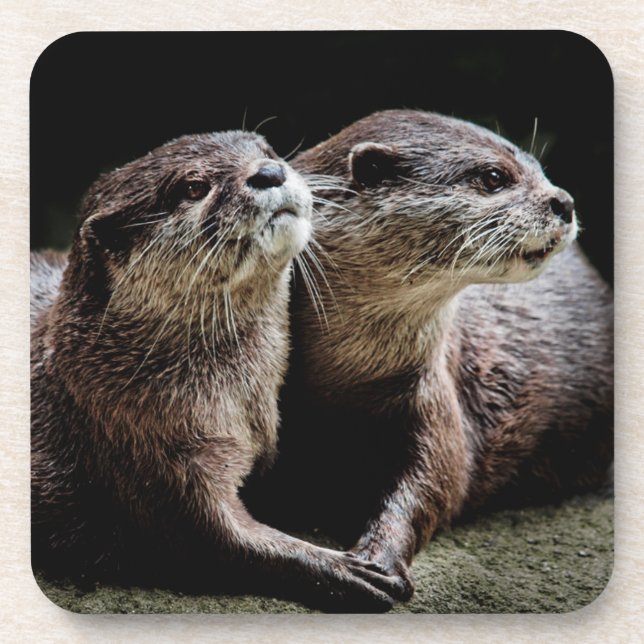 Posavasos Animales de bebé más afectados | Otters Manteniend (Frente)