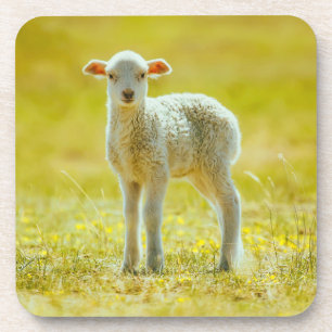 Posavasos Animales de bebé más afectados   Ovejas jóvenes