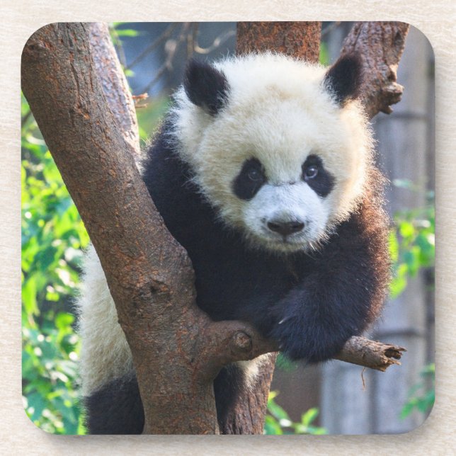 Posavasos Animales de bebé más afectados | Panda Cub gigante (Frente)