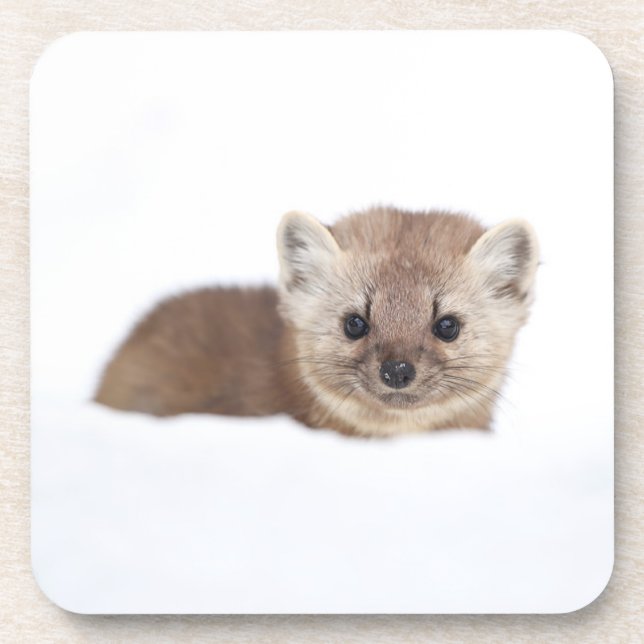 Posavasos Animales de bebé más afectados | Pine Marten (Frente)