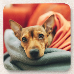 Posavasos Animales de bebé más afectados Pinscher en minia