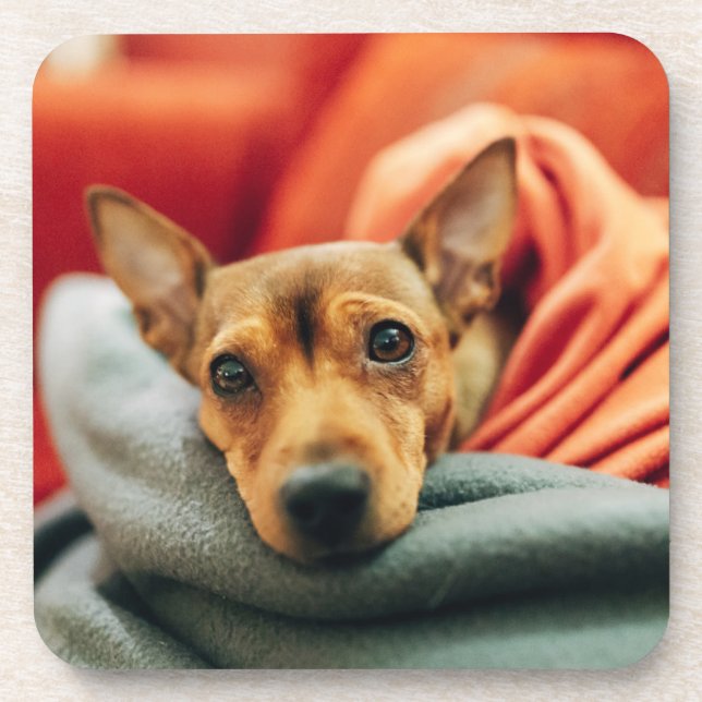 Posavasos Animales de bebé más afectados | Pinscher en minia (Frente)