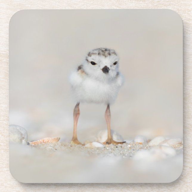 Posavasos Animales de bebé más afectados | Piping Plover Chi (Frente)