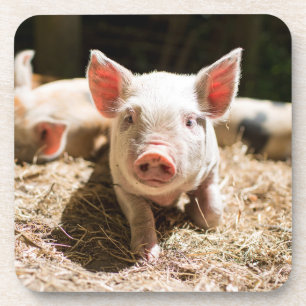 Posavasos Animales de bebé más afectados Pizarra De Bebé