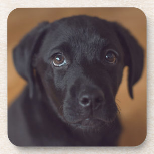 Posavasos Animales de bebé más afectados Puppy de Labrador