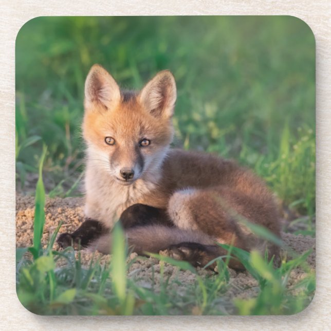Posavasos Animales de bebé más afectados | Red Fox Kit Relax (Frente)