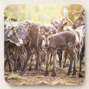 Posavasos Animales de bebé más afectados Renos de Svalbard