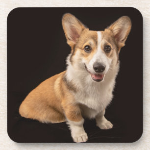 Posavasos Animales de bebé más afectados   Retrato de Corgi 