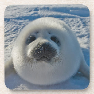 Posavasos Animales de bebé más afectados   Sello de bebé