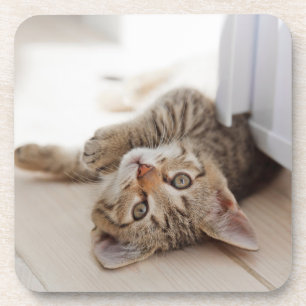 Posavasos Animales de bebé más afectados   Shorthair Tabby K