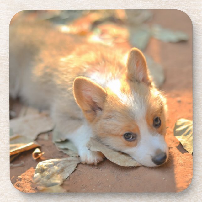 Posavasos Animales de bebé más afectados | Shy Corgi (Frente)