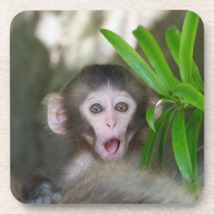 Posavasos Animales de bebé más afectados   Sorprendido mono 