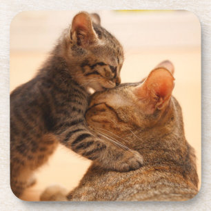 Posavasos Animales de bebé más afectados   Tabby Kitten Kiss