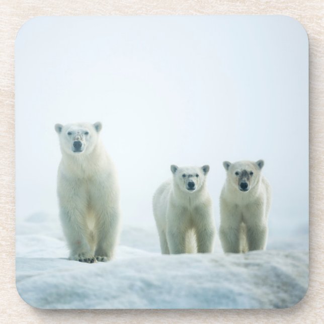 Posavasos Animales de bebé más afectados | Tres Jóvenes Osos (Frente)