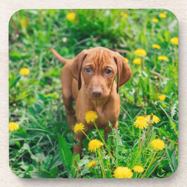 Posavasos Animales de bebé más afectados | Tubería de punter (Frente)