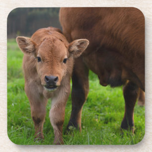 Posavasos Animales de bebé más afectados   Vaca y ternera