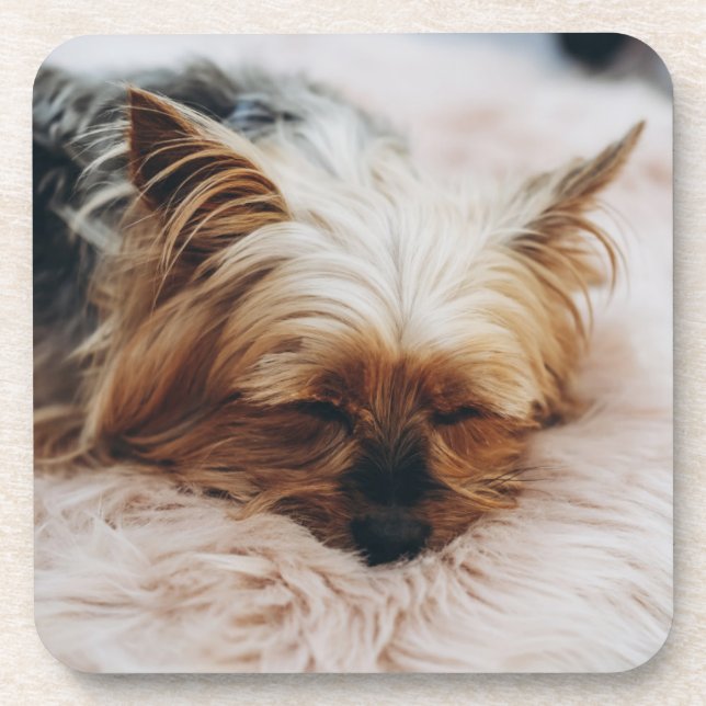 Posavasos Animales de bebé más afectados | Yorkshire Terrier (Frente)
