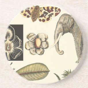 Posavasos Animales variados pintados de fondo crema