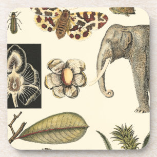 Posavasos Animales variados pintados de fondo crema