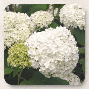 Posavasos Annabelle Hydrangea