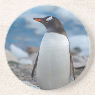 Posavasos Antártica. Puerto de Neko. Pingüino Gentoo