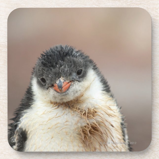 Posavasos Antártico (Frente)