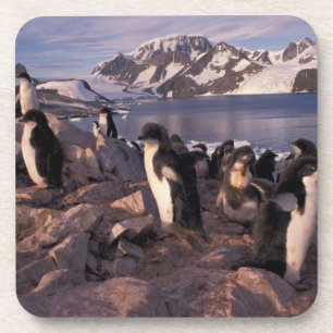 Posavasos Antártida, crías de pingüino Adelie